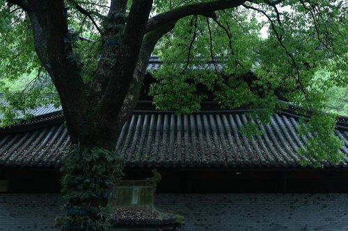 頭陀寺舊事,這座溫州最美寺院竟是消失在時光中的校園