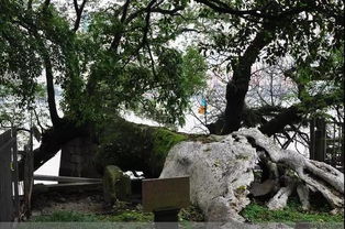 為什么愛醬油醋 溫州樹老大在哪 這些冷知識,老溫州人被問倒了