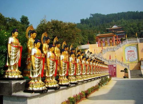 11月7日,陽山銀杏節(jié) 船游小漓江 栗子風味宴 四星酒店純玩2日,會員299元 送兩斤紅薯 含來那個正一早餐