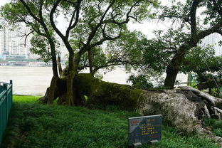 溫州行 江心嶼、洞頭望海樓與仙疊巖的山水畫(huà)卷